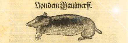 Von dem Maulwerff